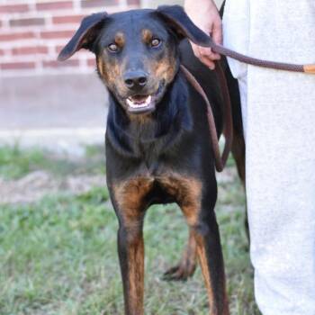 Rescue Shepherd and Chocolate Labrador Retriever Dogs for Adoption in Sugar Land, Texas - Blaze | PetCurious