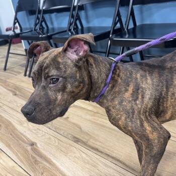 Rescue Pit Bull Terrier Dogs for Adoption in Newark, New Jersey - Mulan | PetCurious