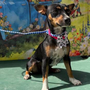 Chihuahua Dogs Available for Adoption in Aledo, Texas - Blossom | PetCurious