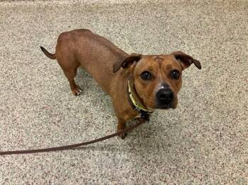 Pit Bull Terrier and Chihuahua Dogs Available for Adoption in Colorado Springs, Colorado - COCO | PetCurious