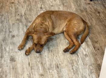 Labrador Retriever Dogs Available for Adoption - Red | PetCurious