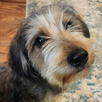 Frankie -  Dachshund and Miniature Poodle Dog for Adoption in Ferndale, Michigan - Frankie | PetCurious