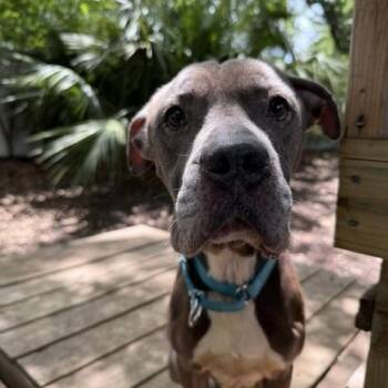 Cinco -  Mixed Breed Dog Available for Adoption in Charleston, South Carolina - Cinco | PetCurious
