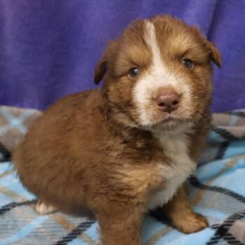 Leyton D12058 -  German Shepherd Dog and Labrador Retriever Dog for Adoption - Leyton D12058 | PetCurious