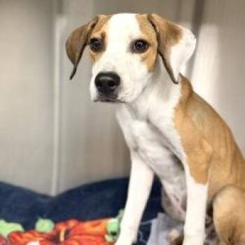 Puppy (2) 10/27/2026 -  Shepherd and Mixed Breed Dog for Adoption in Bullhead City, Arizona - Puppy (2) 10/27/2026 | PetCurious
