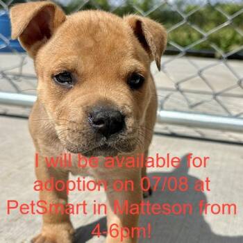December -  Mixed Breed Dog for Adoption in Matteson, Illinois - December | PetCurious