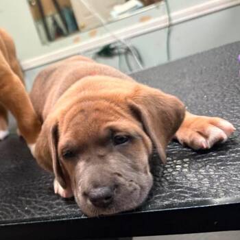 Brennan -  Mixed Breed Dog for Adoption in Rockville, Maryland - Brennan | PetCurious