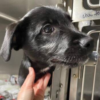 Australian Shepherd Dogs Available for Adoption - Hershey | PetCurious