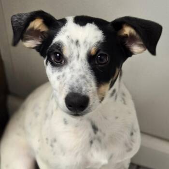 Jack Russell Terrier and Mixed Breed Dogs Available for Adoption - Mike | PetCurious