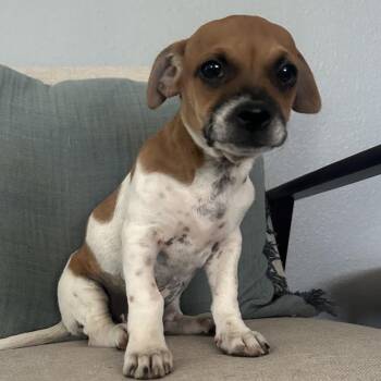 Eliza -  Terrier and Mixed Breed Dog for Adoption in Las Vegas, Nevada - Eliza | PetCurious