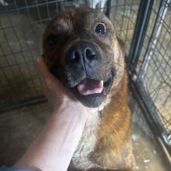 Black Mouth Cur Dogs Available for Adoption in Anahuac, Texas - Thelma | PetCurious