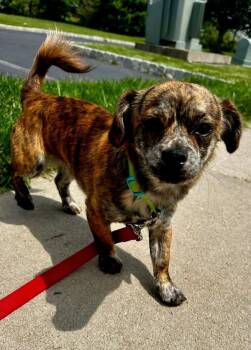 Chihuahua Dogs Available for Adoption in Montgomery, New Jersey - Dipper | PetCurious