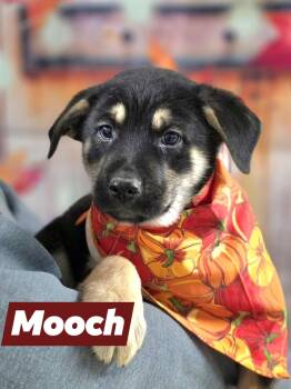 Rescue Australian Cattle Dog Blue Heeler Dogs for Adoption in Walthill, Nebraska - Mooch | PetCurious
