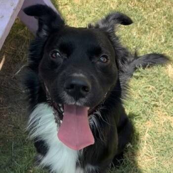 Murphy -  Border Collie Dog for Adoption in The Colony, Texas - Murphy | PetCurious