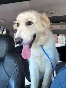 Taylor -  Great Pyrenees Dog for Adoption in Garland, Texas - Taylor | PetCurious