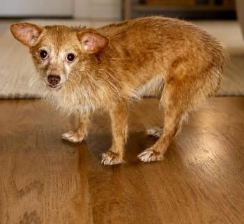 Berry -  Chorkie Dog for Adoption in Tifton, Georgia - Berry | PetCurious
