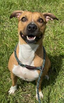 Rescue Vizsla and Mixed Breed Dogs for Adoption in Fort Lauderdale, Florida - LOLLY | PetCurious