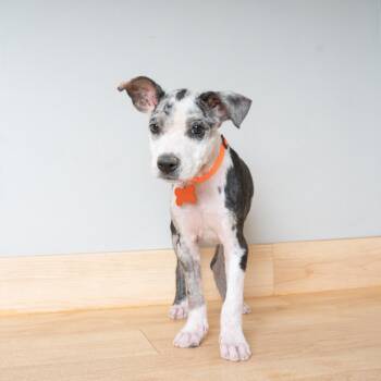 Hippo D69875 -  Terrier and Mixed Breed Dog for Adoption in Minnetonka, Minnesota - Hippo D69875 | PetCurious