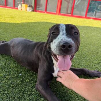 Dani -  Pit Bull Terrier and Mixed Breed Dog for Adoption in Evansville, Indiana - Dani | PetCurious