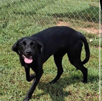 Tootsie -  Labrador Retriever and Mixed Breed Dog for Adoption in Blountville, Tennessee - Tootsie | PetCurious