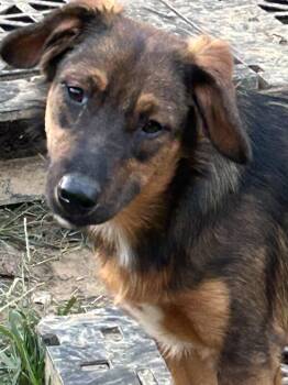 Black Mouth Cur Dogs Available for Adoption in Okolona, Mississippi - Josie | PetCurious