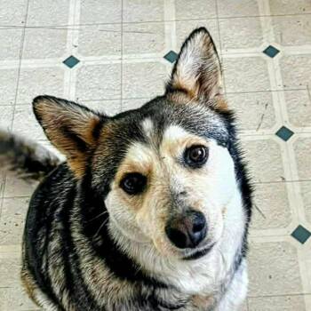 Husky Dogs Available for Adoption in Niagara Falls, Ontario - Jasmine (20260505-04) | PetCurious
