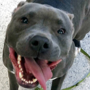 Rescue Pit Bull Terrier Dogs for Adoption in Des Moines, Iowa - Rollo | PetCurious