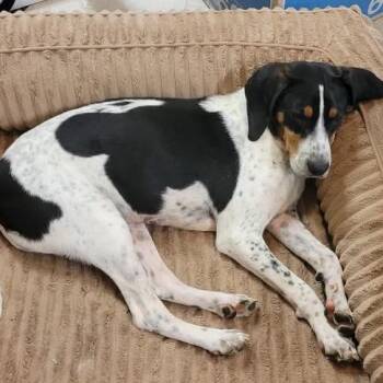 Hound and Beagle Dogs Available for Adoption in Potomac, Maryland - CJ | PetCurious
