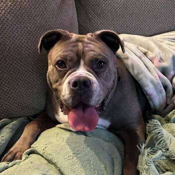 English Bulldog and American Bulldog Dogs Available for Adoption in Austin, Texas - Kylie SSP | PetCurious