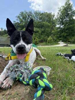 Suzuki -  Pit Bull Terrier and Mixed Breed Dog for Adoption in Atlanta, Georgia - Suzuki | PetCurious