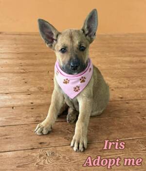 Iris -  German Shepherd Dog and Australian Kelpie Dog for Adoption in Grove, Oklahoma - Iris | PetCurious