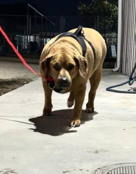 Rescue Labrador Retriever Dogs for Adoption in Thousand Oaks, California - Diesel -- URGENT!!! LONGTIME RESIDENT!! | PetCurious