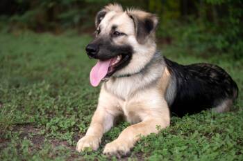 Daisy-Austin -  German Shepherd Dog Dog for Adoption in Magnolia, Texas - Daisy-Austin | PetCurious