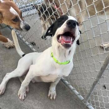 Spot -  Terrier and Mixed Breed Dog for Adoption in Monticello, Iowa - Spot | PetCurious