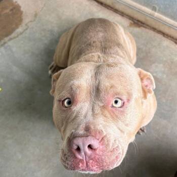 American Bulldog Dogs Available for Adoption in Sand Springs, Oklahoma - Rhea Ruffley | PetCurious