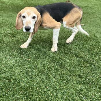 Harry 2852 -  Beagle Dog for Adoption in Loxahatchee Groves, Florida - Harry 2852 | PetCurious