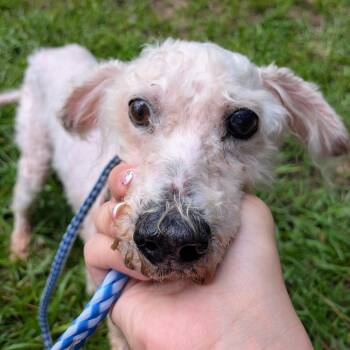 Walter James -  Miniature Poodle Dog for Adoption in Houston, Texas - Walter James | PetCurious