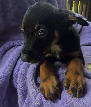 Prince -  Catahoula Leopard Dog Dog for Adoption in Boca Raton, Florida - Prince | PetCurious