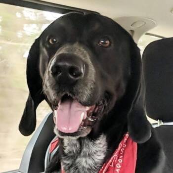 Hershel -  Hound Dog for Adoption in Olean, New York - Hershel | PetCurious