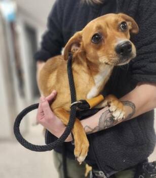 Terrier and Mixed Breed Dogs Available for Adoption - Hyacinth | PetCurious