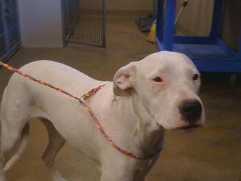 ROSE MCGOWAN -  Pit Bull Terrier and Mixed Breed Dog for Adoption in Sacramento, California - ROSE MCGOWAN | PetCurious