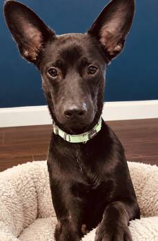 Ace -  Chihuahua and Rat Terrier Dog for Adoption in Boston, Massachusetts - Ace | PetCurious