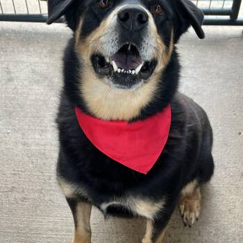 Rottweiler Dogs Available for Adoption - Rupert | PetCurious