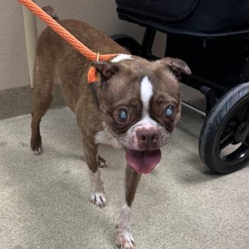 Mr. Magoo -  Boston Terrier and Mixed Breed Dog for Adoption in Naperville, Illinois - Mr. Magoo | PetCurious