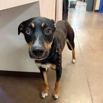 Pubby -  Mixed Breed Dog for Adoption in Flagstaff, Arizona - Pubby | PetCurious