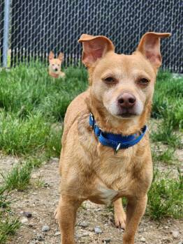 Maxaroni -  Chihuahua Dog for Adoption in Trenton, Maine - Maxaroni | PetCurious