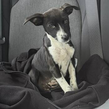 Terrier Dogs Available for Adoption - Pixel | PetCurious