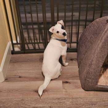 Jack Russell Terrier and Chiweenie Dogs Available for Adoption - Sprout | PetCurious