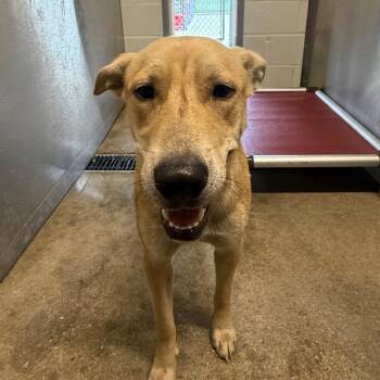 Timmy -  Mixed Breed Dog for Adoption in Sand Springs, Oklahoma - Timmy | PetCurious