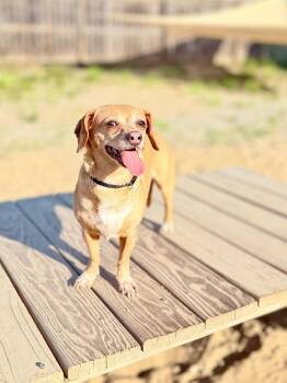 Cinnamon -  Chihuahua and Dachshund Dog for Adoption in Muskegon, Michigan - Cinnamon | PetCurious